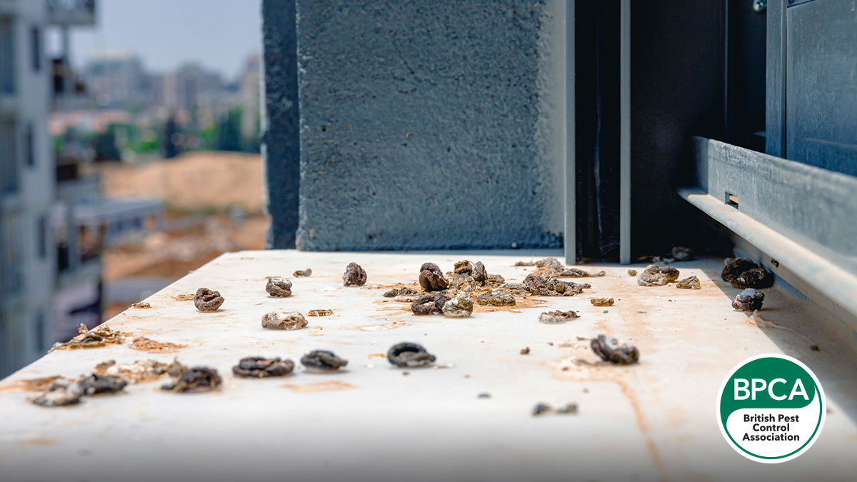 Pigeon poo on a window ledge evidence of bird infestation